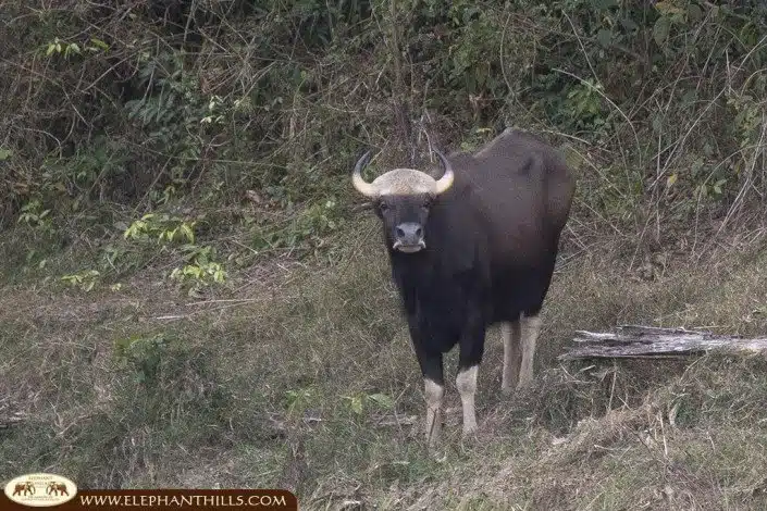 A black gaur being spotted next to the Rainforest Camp at the lakeside