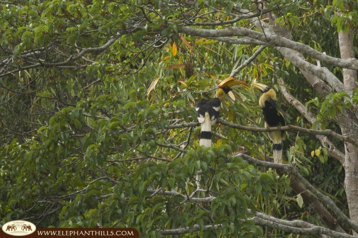 The male is feeding the female great hornbill