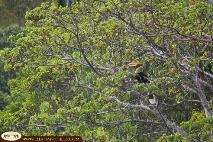A great hornbill in the middle of the trees perfectly showcasing is a large bird its very large bill, which bears a sizable, brightly colored, horny growth - the casque