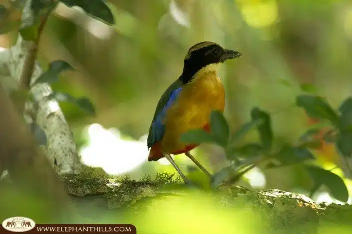A colorful blue-winged pitta bird sitting on a branch