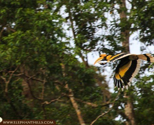 Wildlife and Nature in Khao Sok