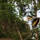 Close shot of a flying great hornbill