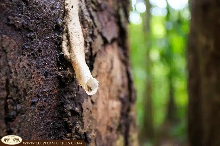 An ant, one of the small rainforest inhabitants, creeping on the dried latex of a rubber tree