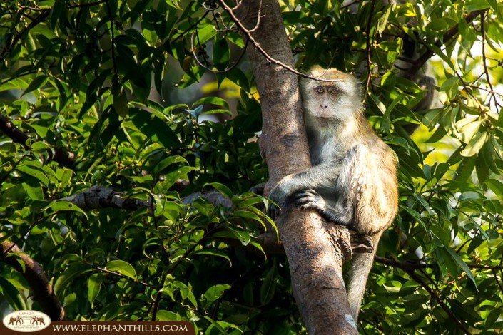 A long-tailed macaque embracing a tree