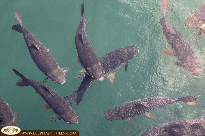 A shoal of carps swimming in Cheow Larn Lake
