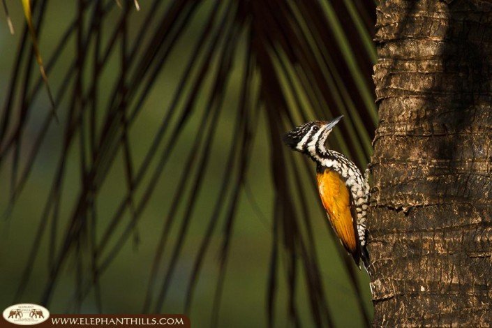 Female common flameback on a tree trunk