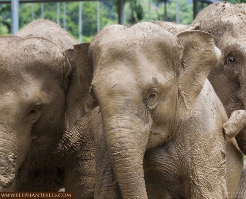 Thai National Elephant Day 7