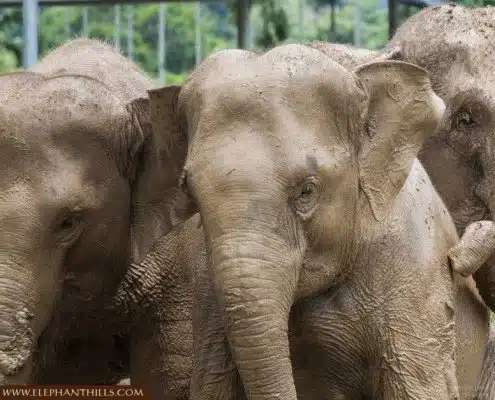 Thai National Elephant Day 17