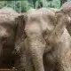 Thai National Elephant Day 2