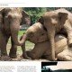 Bon Voyage - Play with the Elephants by holidaysforcouples.travel 1