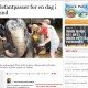 Bliv elefantpasser for en dag i Thailand - Politiken.dk 1