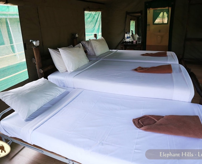 Luxury Camping Tents In Khao Sok Elephant Hills, Thailand