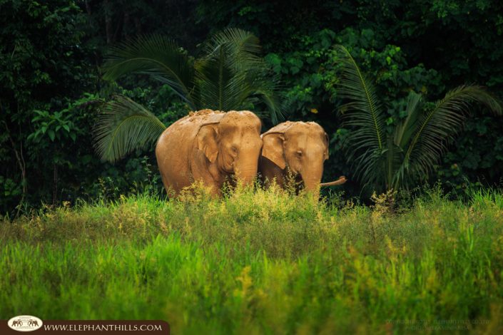 Elephant Experience Photos 10