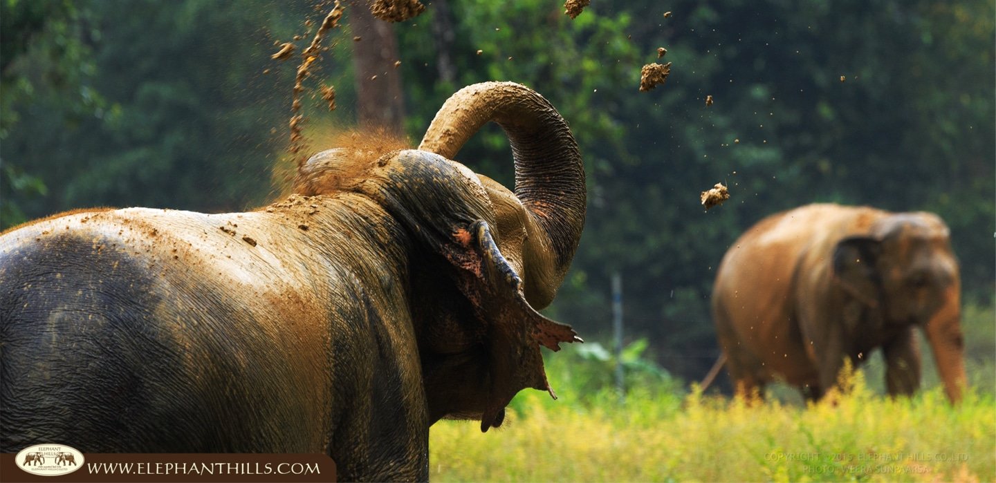 Elephant using mud to protect their skin against the sunburn