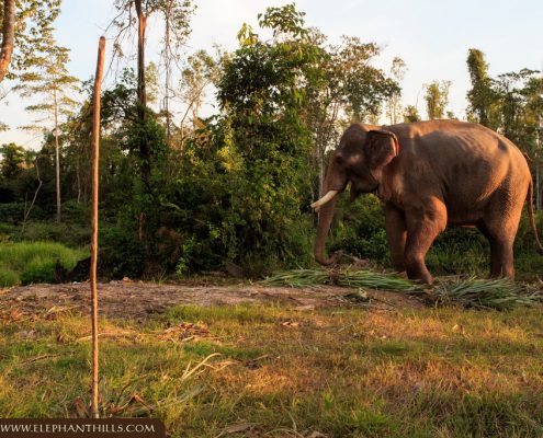 Elephant Hills Supports Southern Thailand’s Only Elephant Hospital 11
