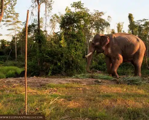 Elephant Hills Supports Southern Thailand’s Only Elephant Hospital 10