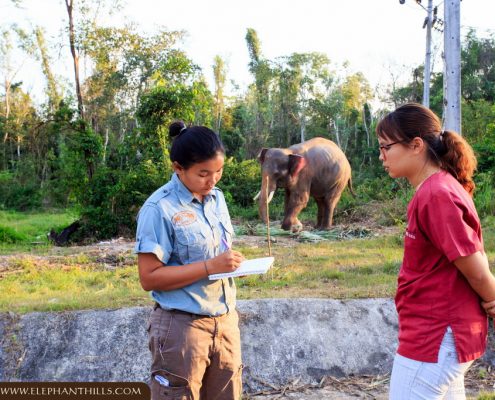 Elephant Hills Supports Southern Thailand’s Only Elephant Hospital 8