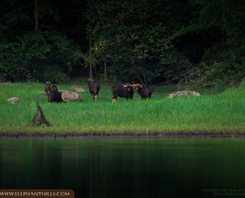 Following the wildlife footprints into Khao Sok National Park 17