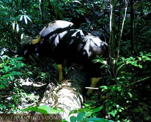 Several rare species spotted - Check out our latest camera trap footage! 6