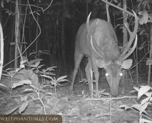 Several rare species spotted - Check out our latest camera trap footage! 12