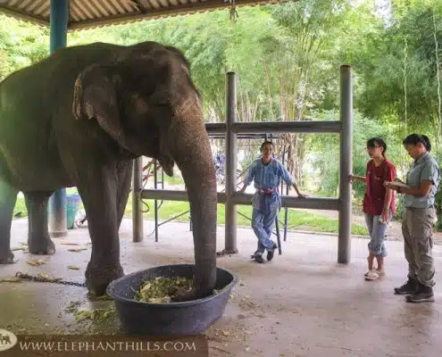 Elephant Hills supports Elephant Hospital in Lampang 8