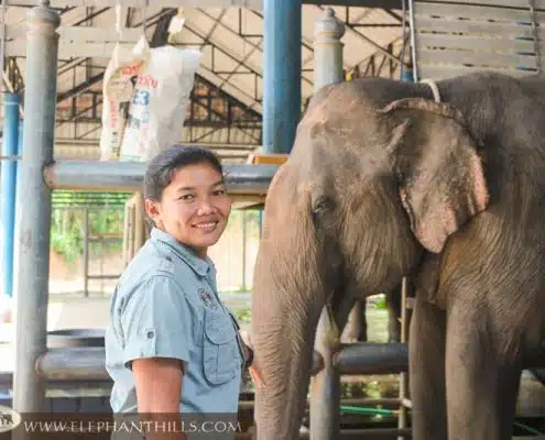 Elephant Hills supports Elephant Hospital in Lampang 10