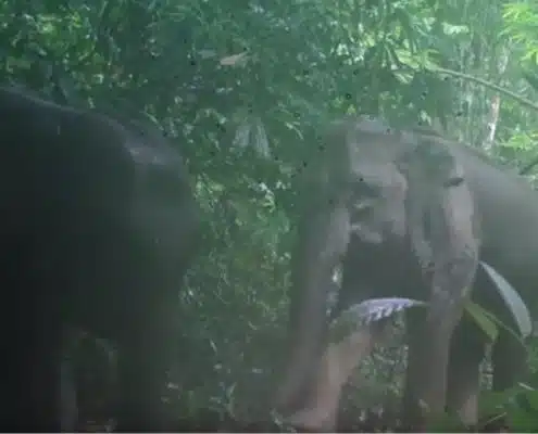 Wild elephant family on Elephant Hills camera traps Khao Sok