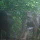 Wild elephant family on Elephant Hills camera traps Khao Sok