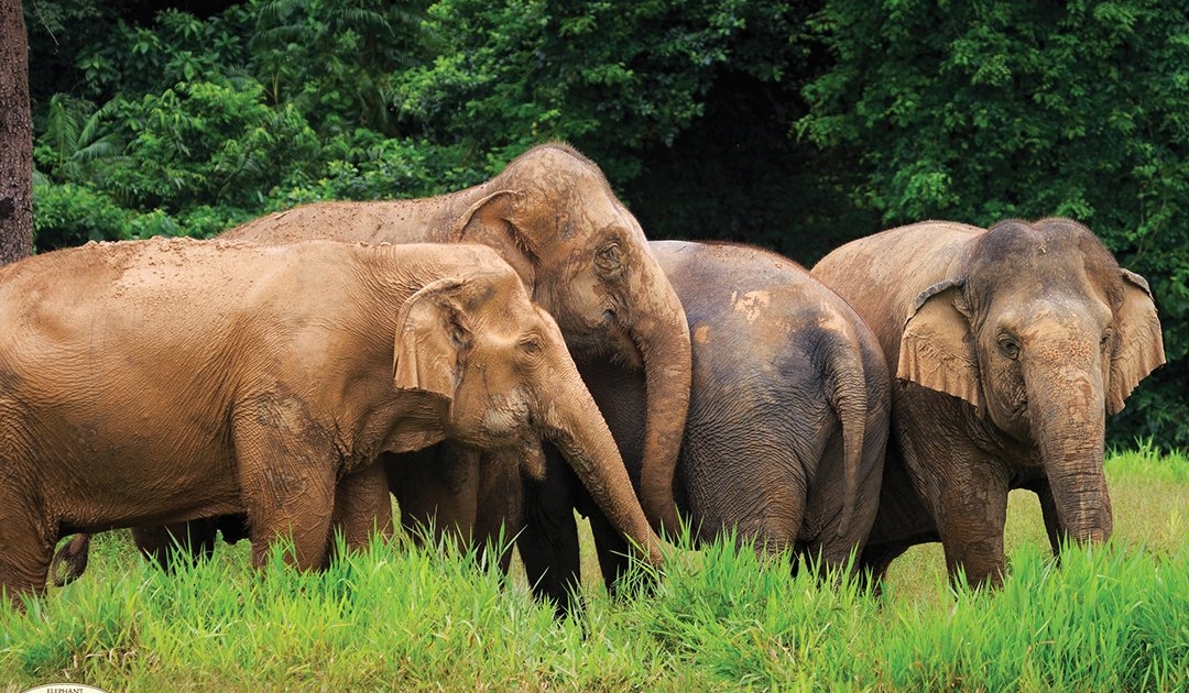 Ethical Elephant Experience at Elephant Hills