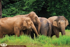 Ethical Elephant Experience at Elephant Hills