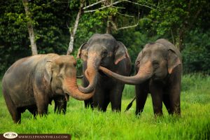 The elephants at Elephant Hills love to play and communicate to each other