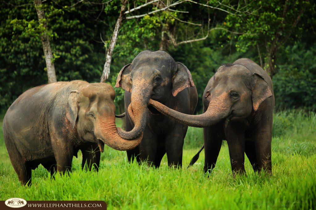 The elephants at Elephant Hills love to play and communicate to each other