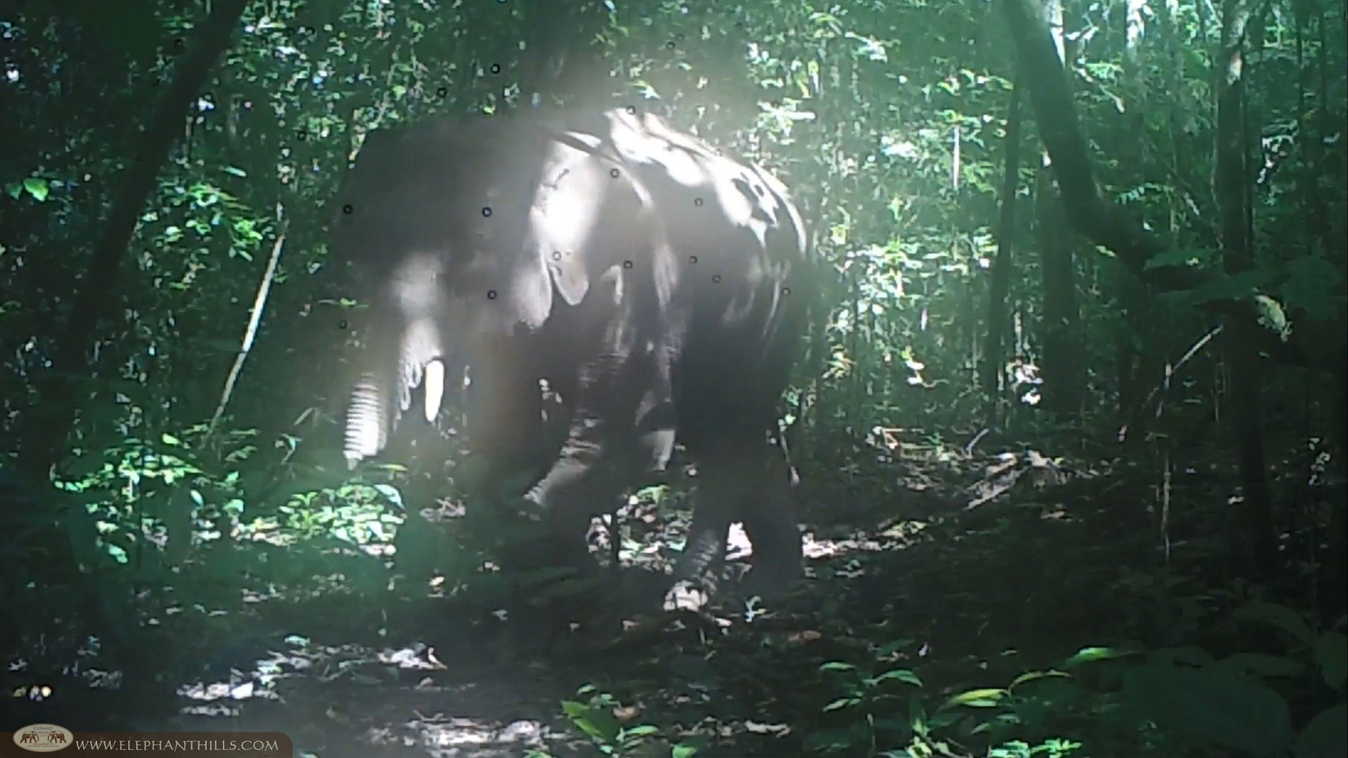 An unusual male elephant herd caught on camera traps! 3