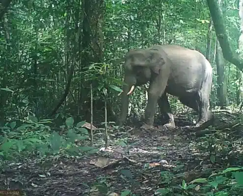 An unusual male elephant herd caught on camera traps! 11