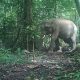 An unusual male elephant herd caught on camera traps! 18