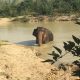 Finding ways to keep wild elephants safe in the forest 16