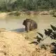 Finding ways to keep wild elephants safe in the forest 8