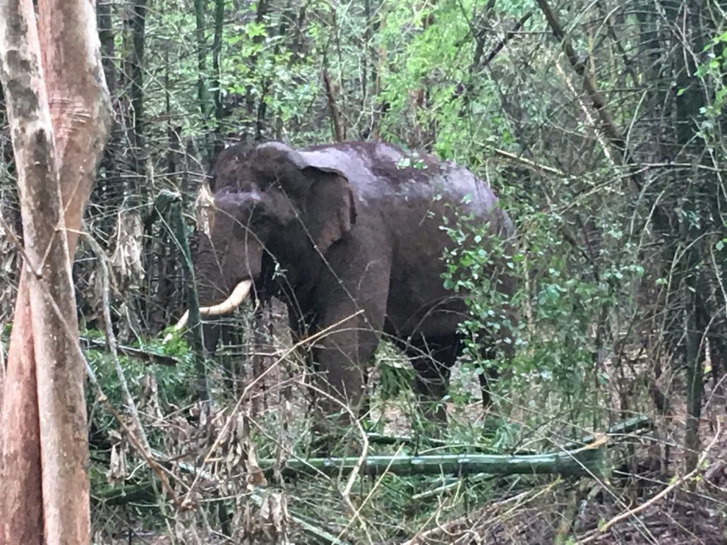 Finding ways to keep wild elephants safe in the forest 4
