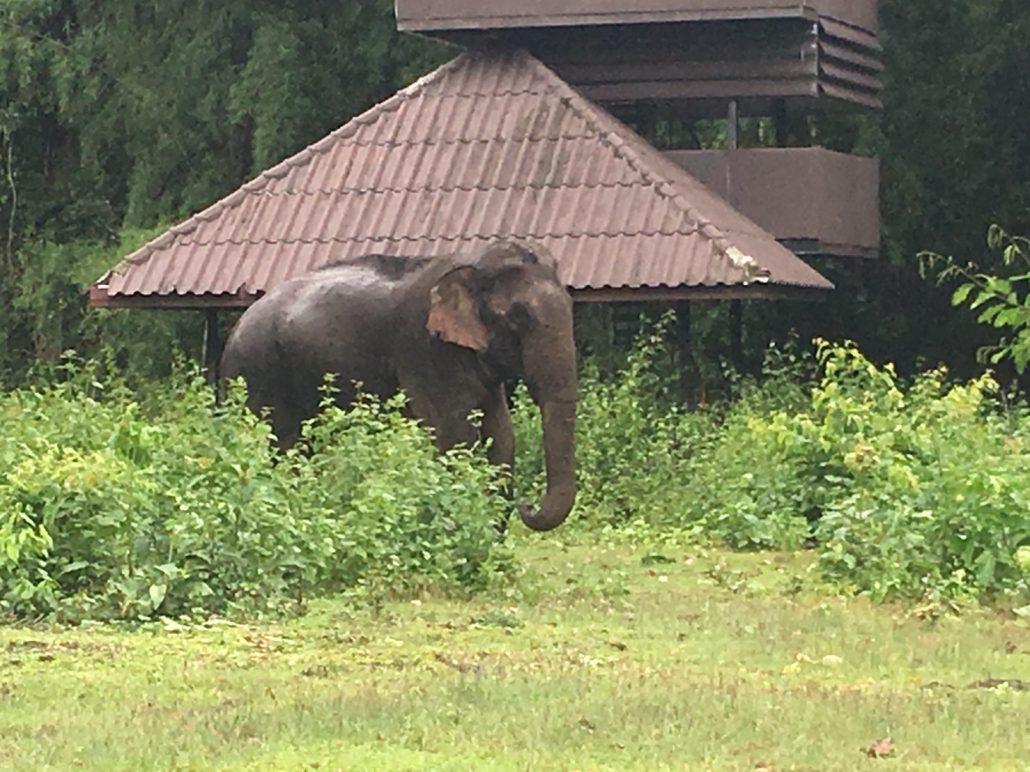Finding ways to keep wild elephants safe in the forest 5