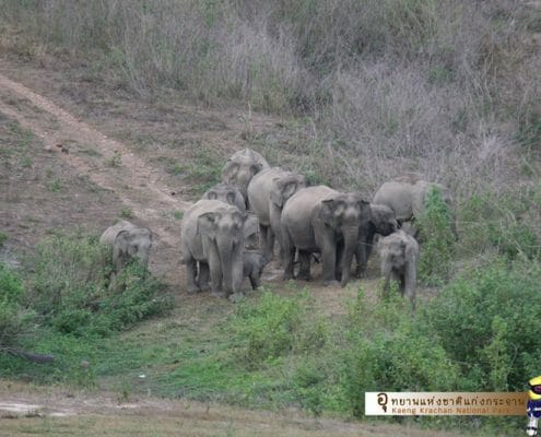 Educating locals to reach mutual understanding on human-elephant conflict 11