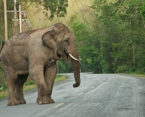 Educating locals to reach mutual understanding on human-elephant conflict 15