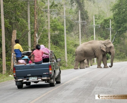 Wild elephants - Photo credit Kaeng Krachan National Park