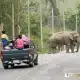Wild elephants - Photo credit Kaeng Krachan National Park