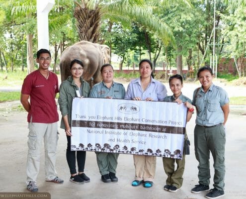 Improving mahout facilities at Surin Elephant Hospital 15