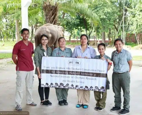 Improving mahout facilities at Surin Elephant Hospital 3