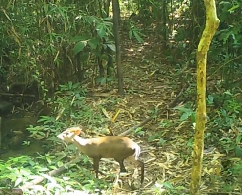 Fea's Muntjac and plenty of other wildlife right in front of our camera traps 18