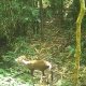 Fea's Muntjac and plenty of other wildlife right in front of our camera traps 1