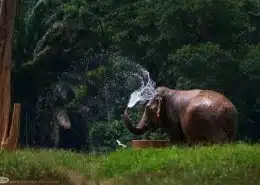 Our Unique Elephant Experience 2