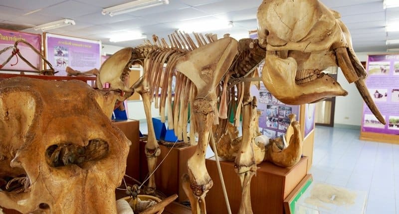 Improving mahout facilities at Surin Elephant Hospital 3