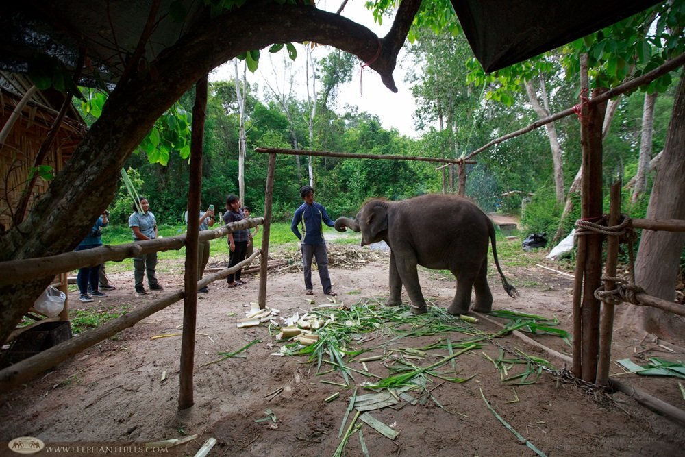 Powdered milk and other supplies for baby elephants at Krabi Hospital 13